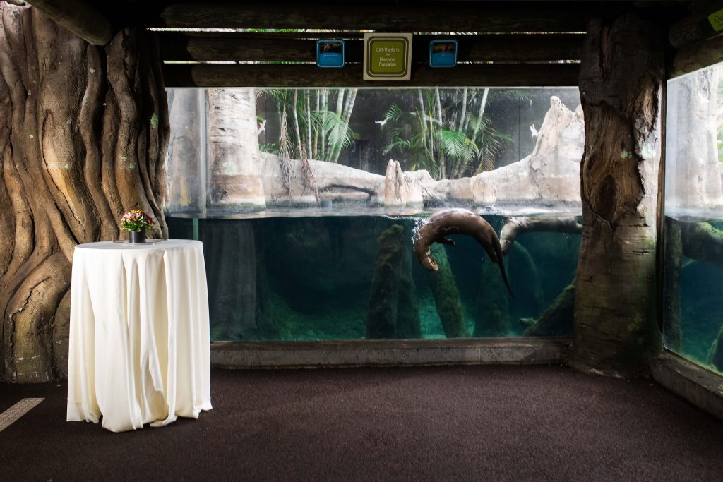A cocktail table stands beside a large viewing window as an otter swims through the water.